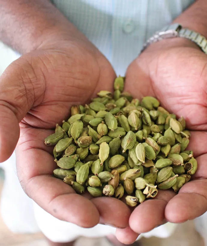 Fresh spices from the farmer in organic quality in two hands